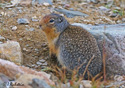 Spermophilus columbianus